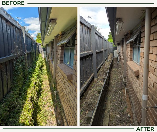 Before and after garden clean up: heavy vine growth cleared from a side passage