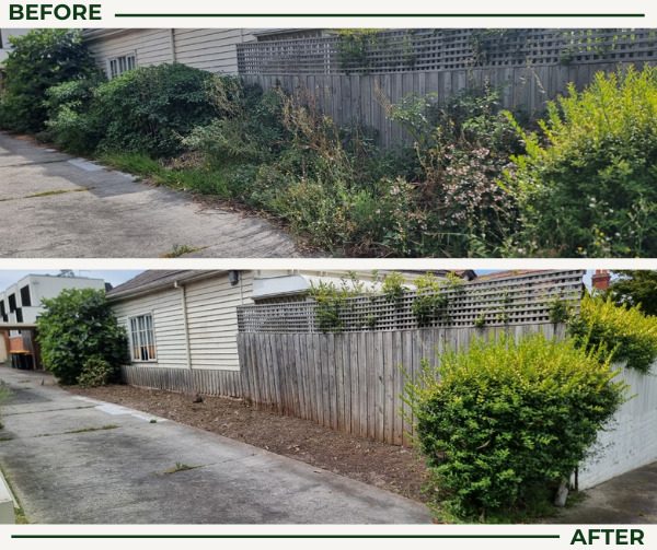 Before and after garden clean up: an overgrown fence line cut back from the driveway
