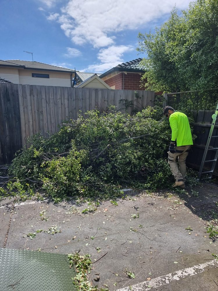 Cut branches gathered and ready for green waste removal