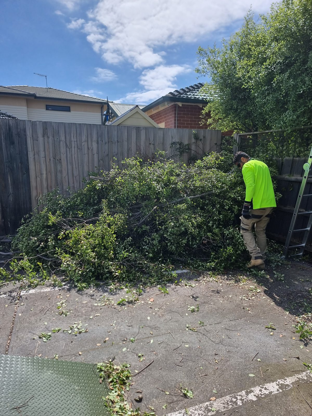 Cut branches gathered and ready for green waste removal