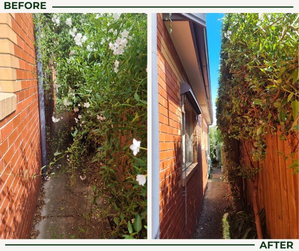 Before and after hedge trimming: overgrown growth cleared from a narrow side path