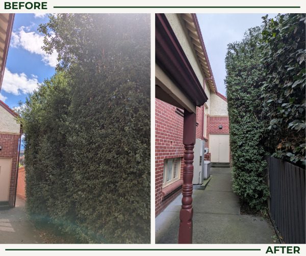 Before and after hedge trimming: an overgrown side hedge cut back to a clean face