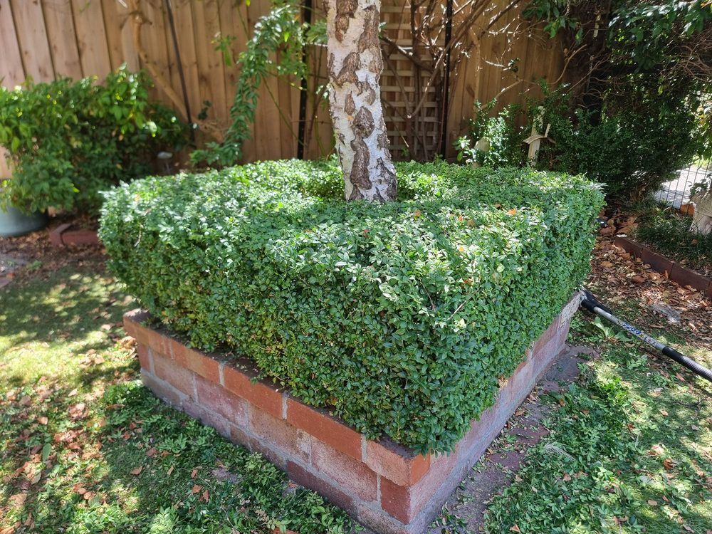 A square-cut hedge finished with crisp edges around a garden tree