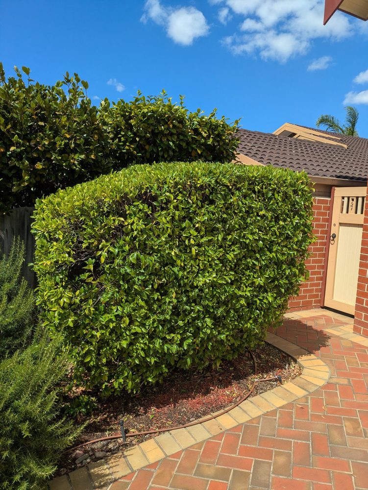 A rounded front hedge trimmed to shape beside a brick entry path