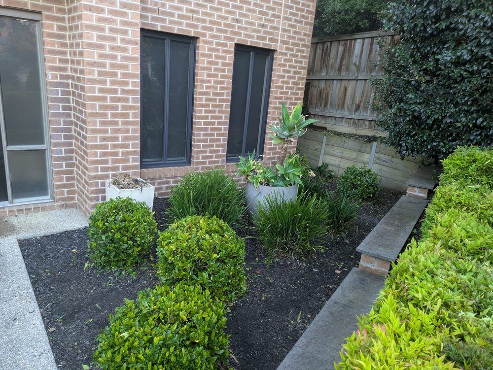 Clipped ball hedges in a tidy garden bed alongside a Melbourne home