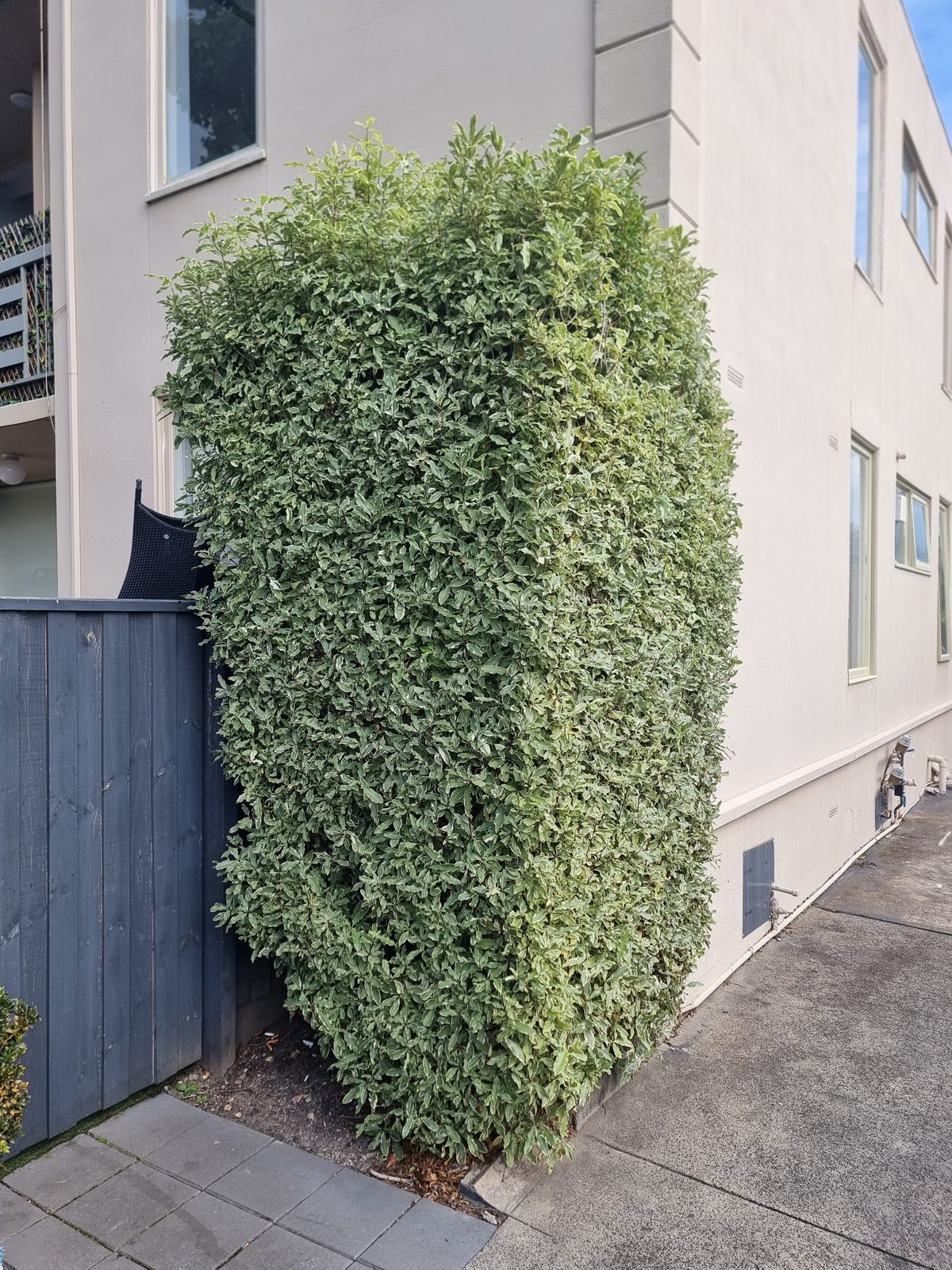 A tall, narrow hedge trimmed flat against a wall at a McKinnon property