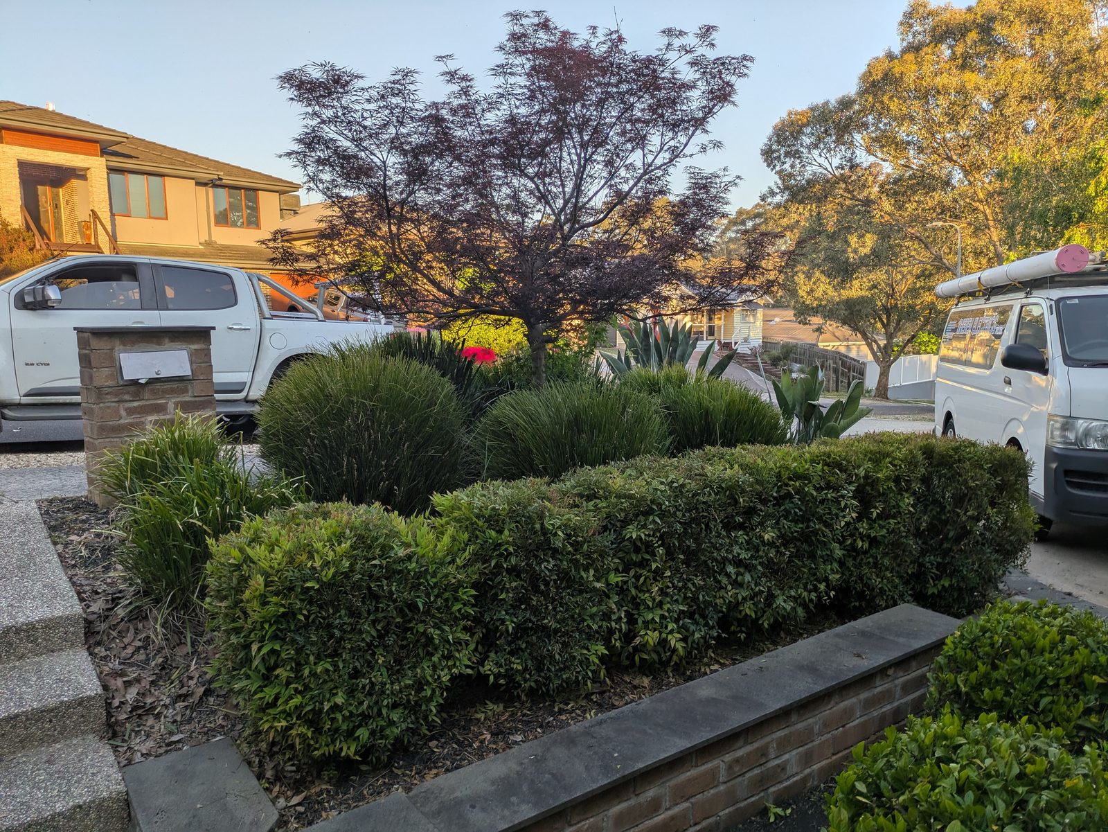 Low front hedges trimmed level along a driveway garden bed