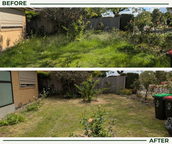 Before and after lawn mowing: an overgrown back yard cut back to a neat lawn