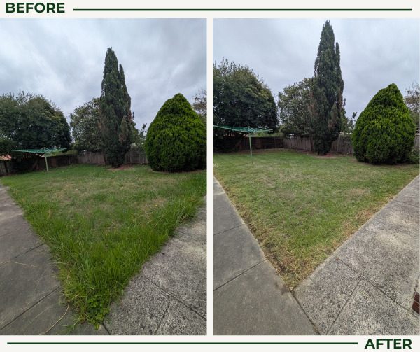 Before and after lawn mowing: long grass around garden conifers cut to an even finish